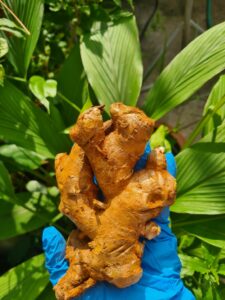 Ingredient Thai Massage Oils