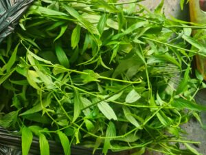 Ingredient Thai Massage Oils Clinacanthus nutans