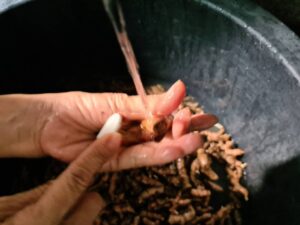 how to cleaning herbs before process extract oils