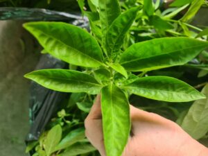 The herbal leaves used for extraction are chosen to be neither too old nor too young