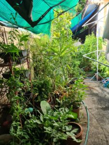 We use naturally grown herbs from our own cultivation, avoiding the use of chemicals.