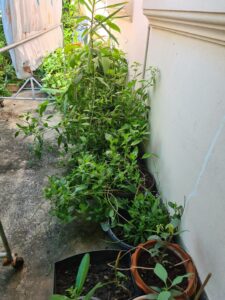 We use naturally grown herbs from our own cultivation, avoiding the use of chemicals.