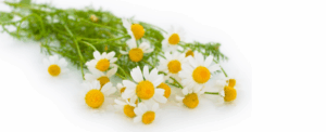 chamomile essential oils
