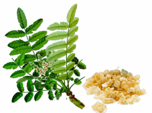 Indian frankincense essential oil