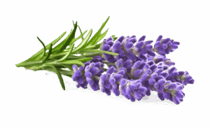 Lavender essential oil
