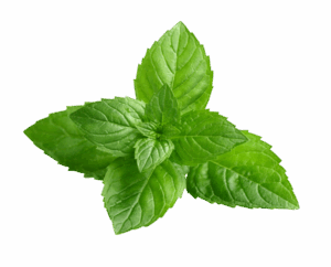 Peppermint essential oil