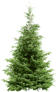 spruce hemlock essential oil