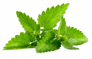 Mint essential oil