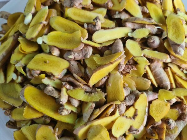 Curcuma sp